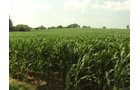 Property photo 34 - 160 Acres Offered in 6 Tracts